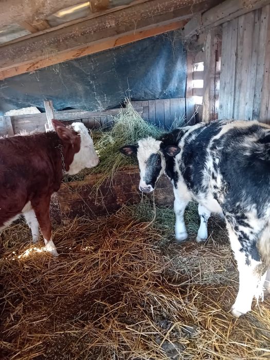 2 vițele de vânzare