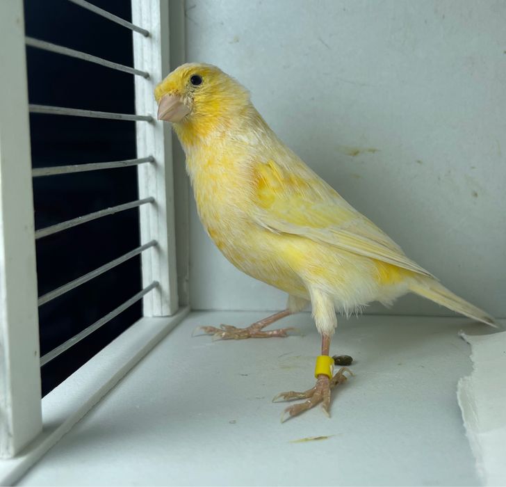 Kanareyka канарейка nar moda