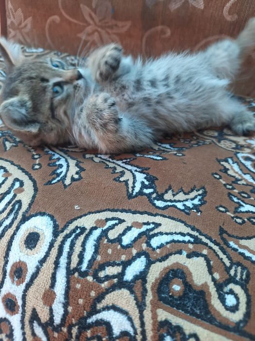 Котёнка в добрые руки