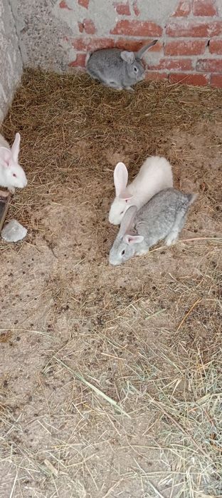 Vând iepurii de casă