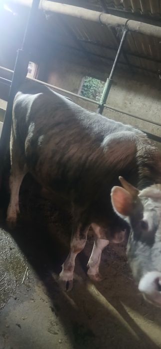 Продам 5 бычов 550000