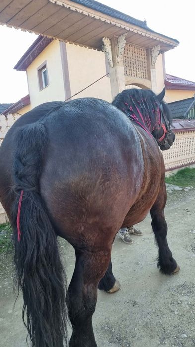 Vnd cal castrat de 5 ani cu pasaport  de polonia blnd cumine 1.70 m kg850. Lucrează foarte buni se da pe garantie  fac si schinb mai multe detalii la