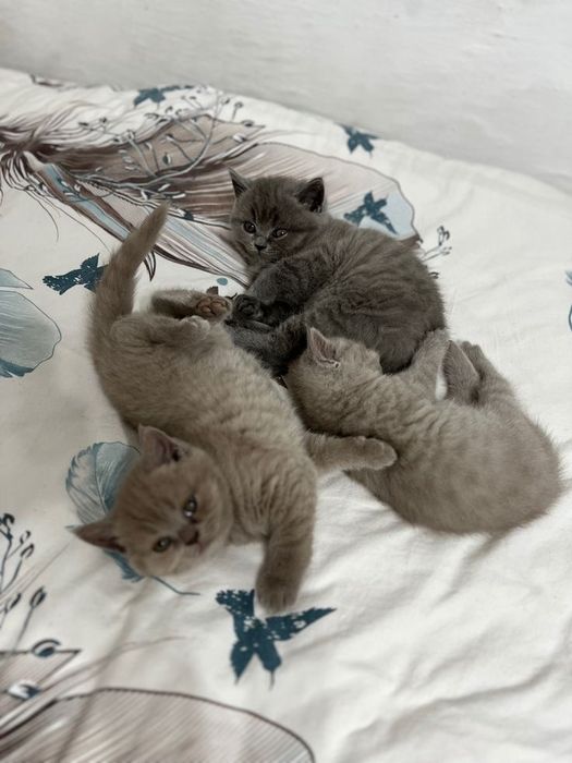 Продаются шотландские котята