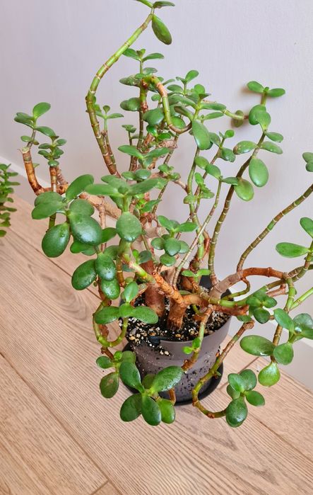 Суккуленты: толстянки, хатиора