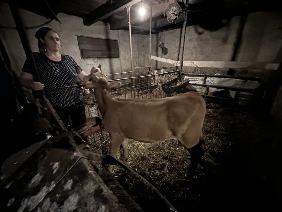 Vând vițică limbuzin