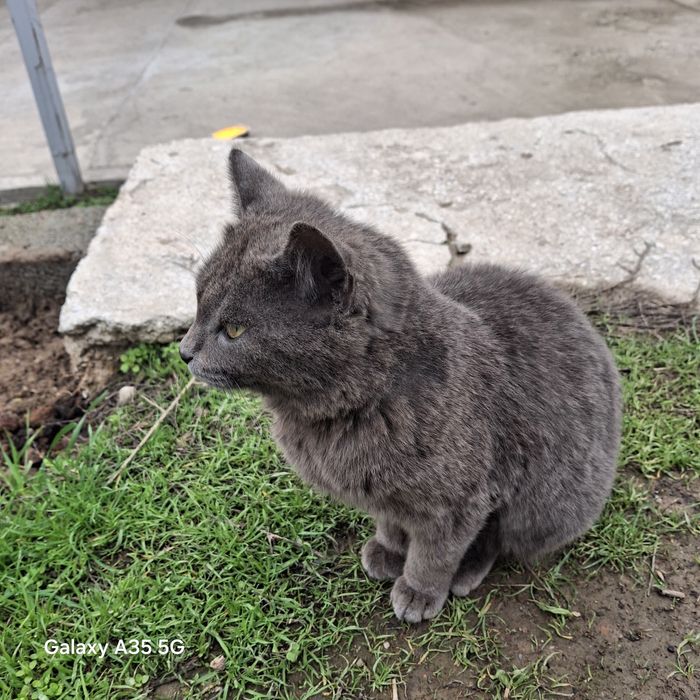 Продам кошка за 500