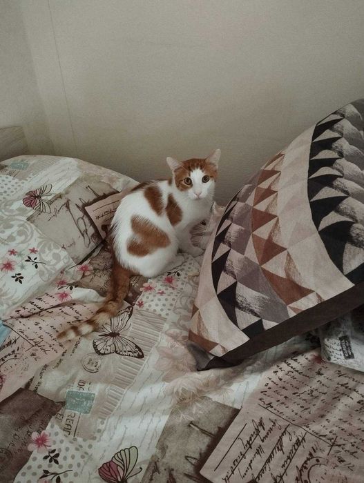 Подарявам домашно коте