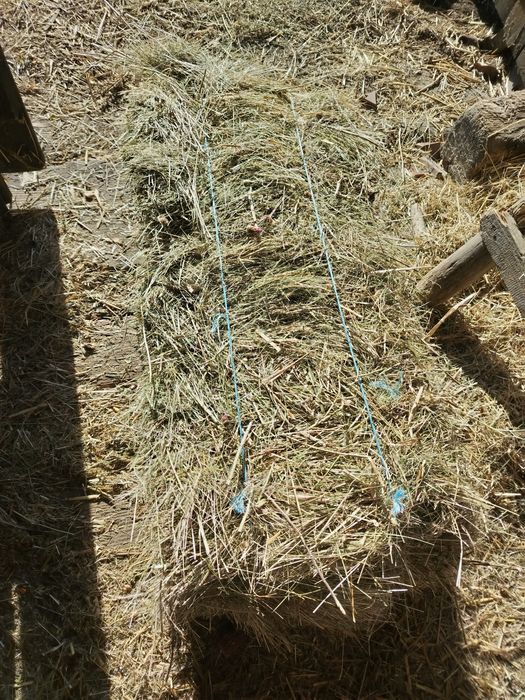 Fân,lucernā otavā