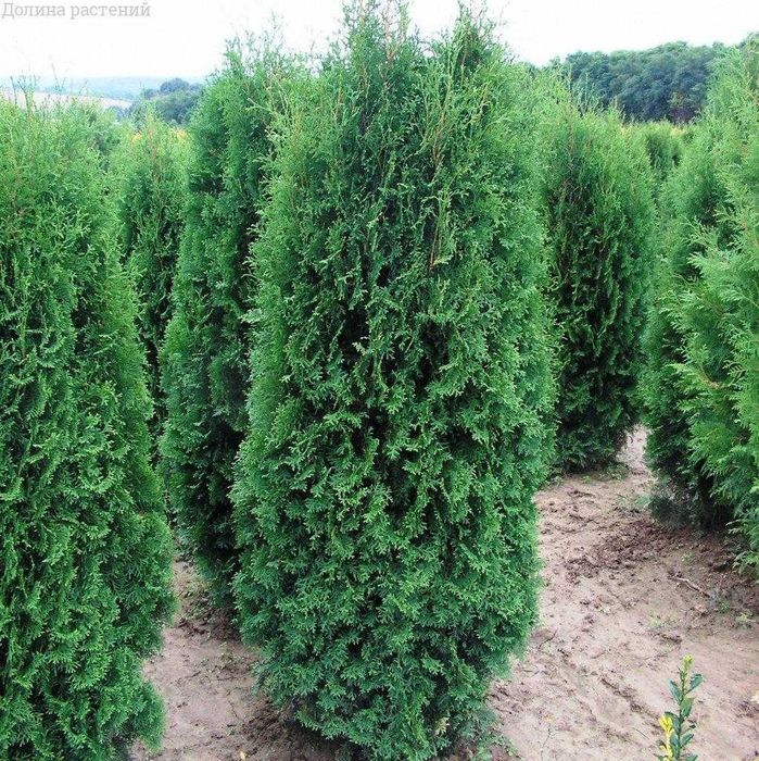 Западна туя - Смарагд и Фастигиата