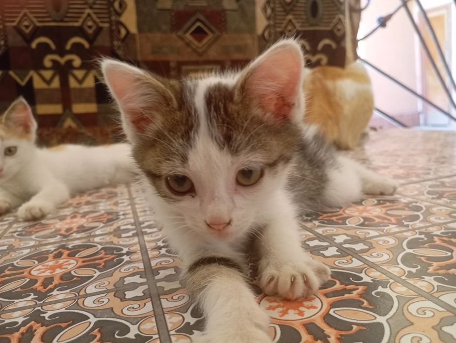 котята, почти 3 месяца, родились 22 апреля