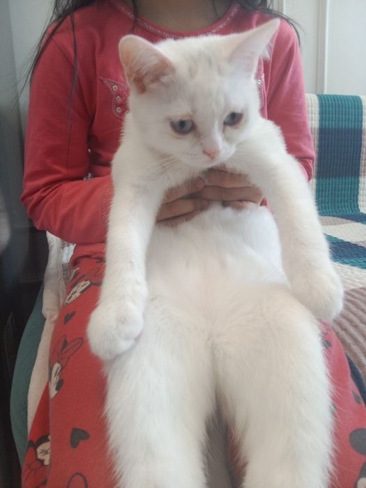 Кошка белая шотландская