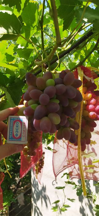 Саженцы винограда