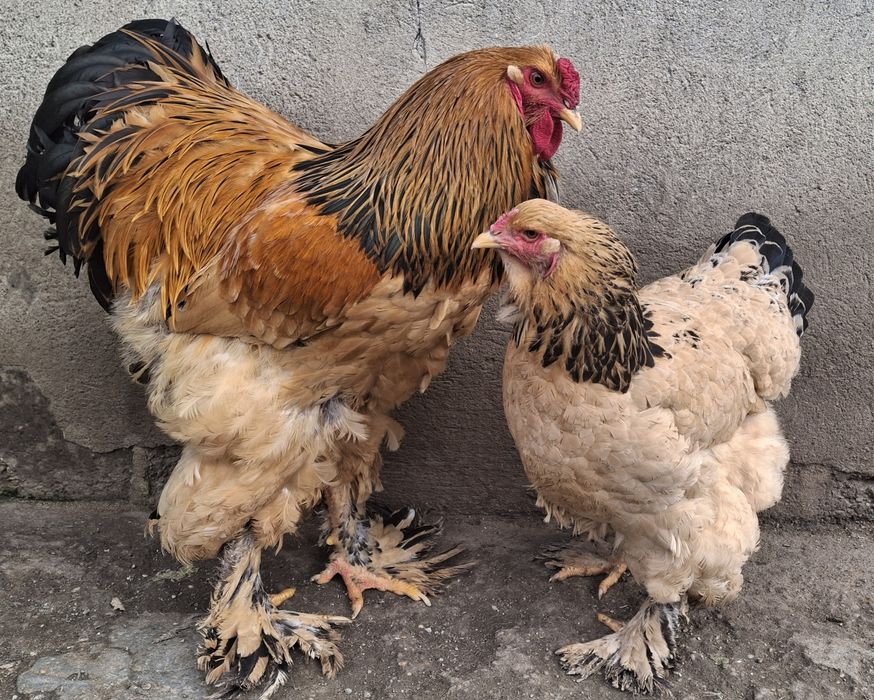 Vând pereche brahma Columbia pe negru 2025