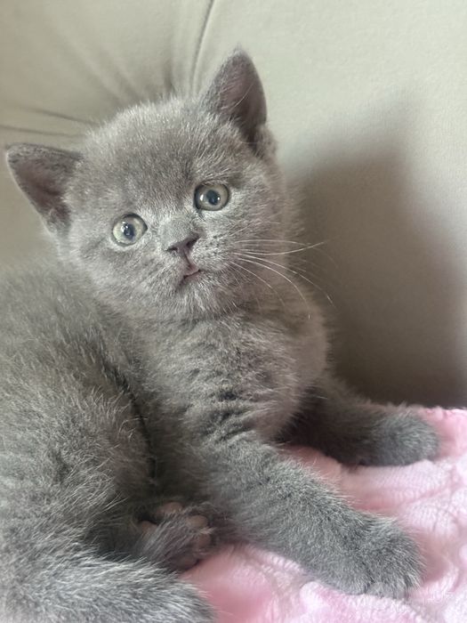 Skottish strayt 1,5 oylik o’g’il bola