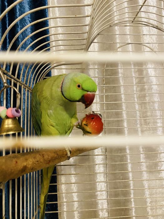 Продам ожерелового попугая