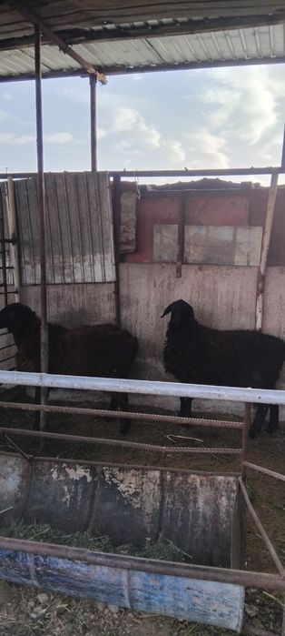 Қой сатылыды семіз