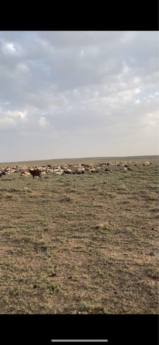 Ешкі сатылады тірідей және сойып та