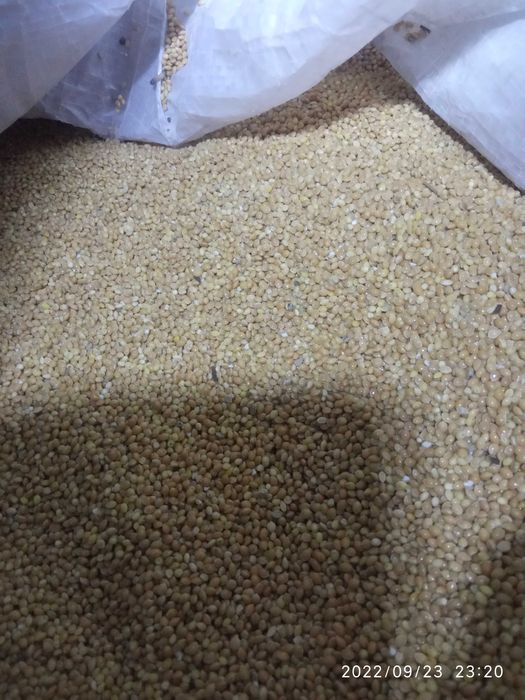 Белен ечемик! Пивоварен или фуражен! Просо жълто!