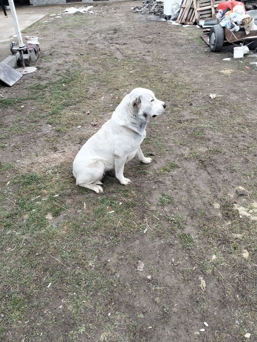 Алабай ит 2жасар