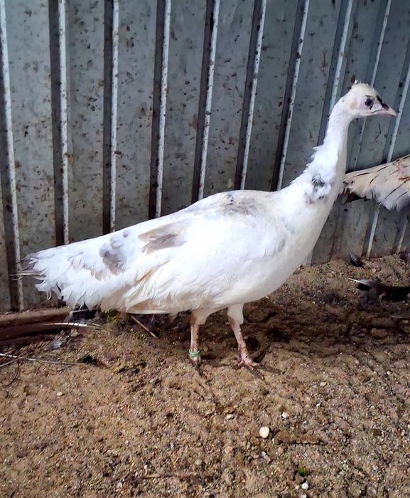 Femela matură de paun Silver Pied-Dark  !