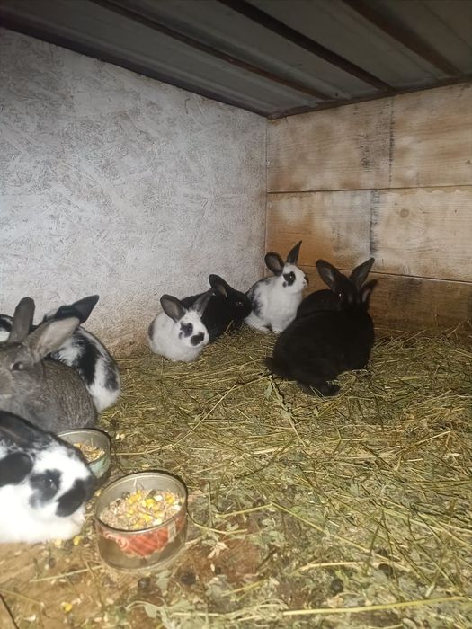 Vând iepurași sănatosi