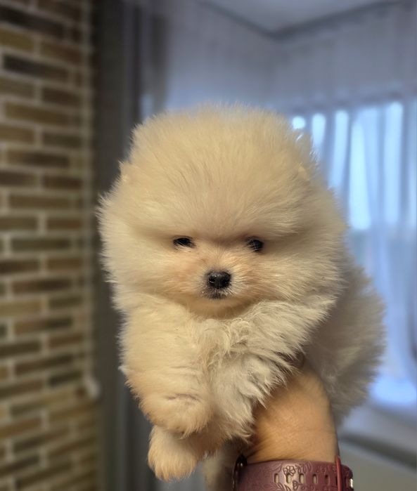 Мини померан момичета