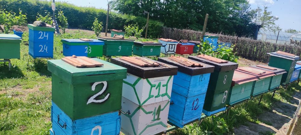 De vânzare familii albine puternice.