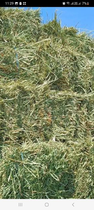 Vand baloti de lucerna