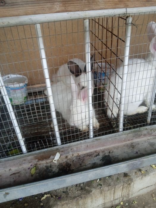 Куёнлар сотилади