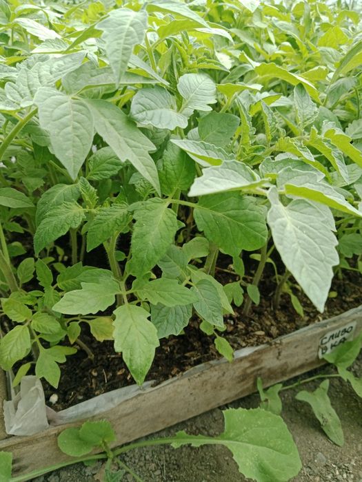 Продам качественную  рассаду.