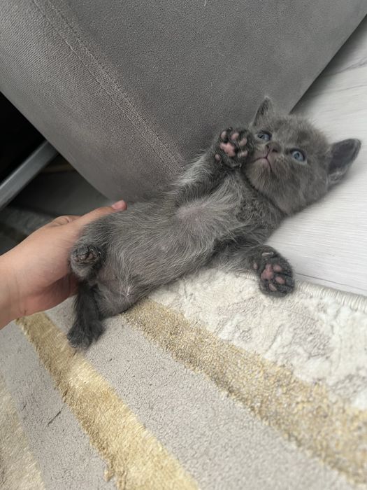 Отдам котят в добрые руки!