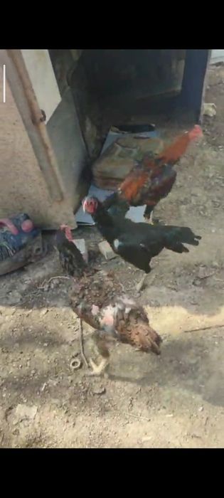 Арех тауық сатылады срочна