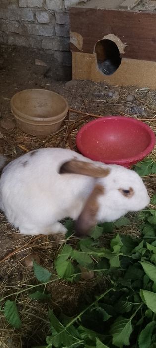 Продам беременных кроликов породы Фландр и Бабочка