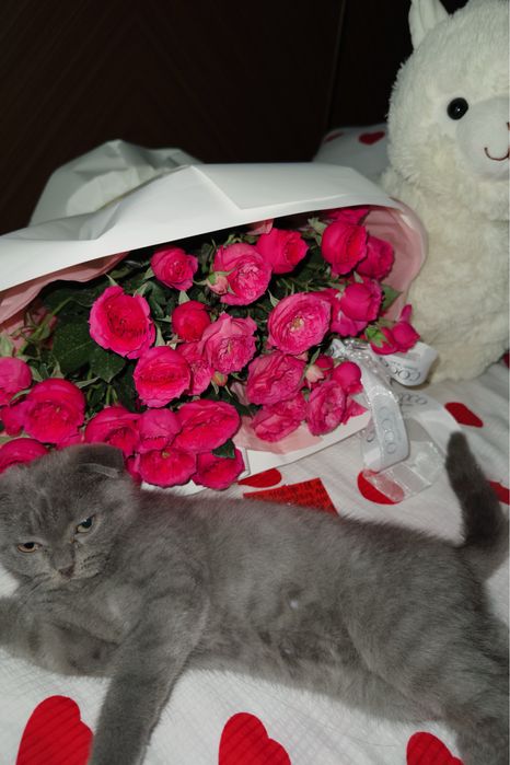 Шотландская вислоухая кошка