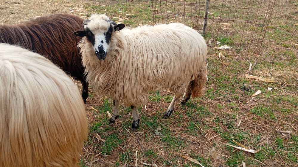 De dat două oi tinere Vălișoara Deva