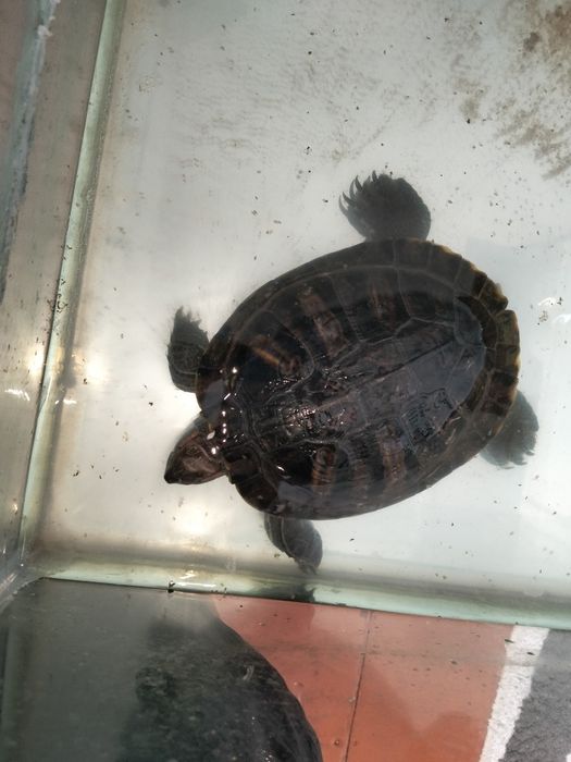 Черепаха краснуха