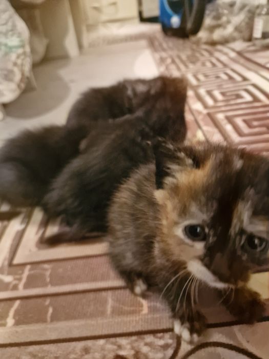 Котята очень милые