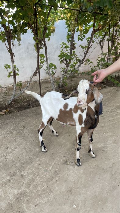 нуби ешкы алпы нуби аралас теке