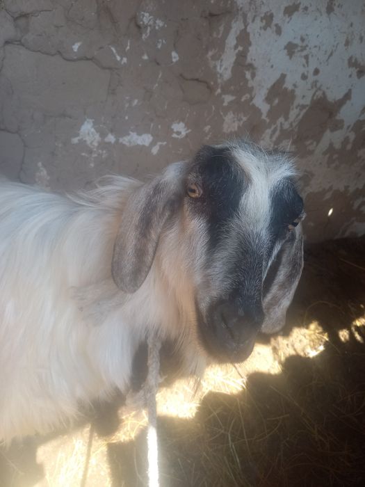 СРОЧНО!!! Продаётся Коза