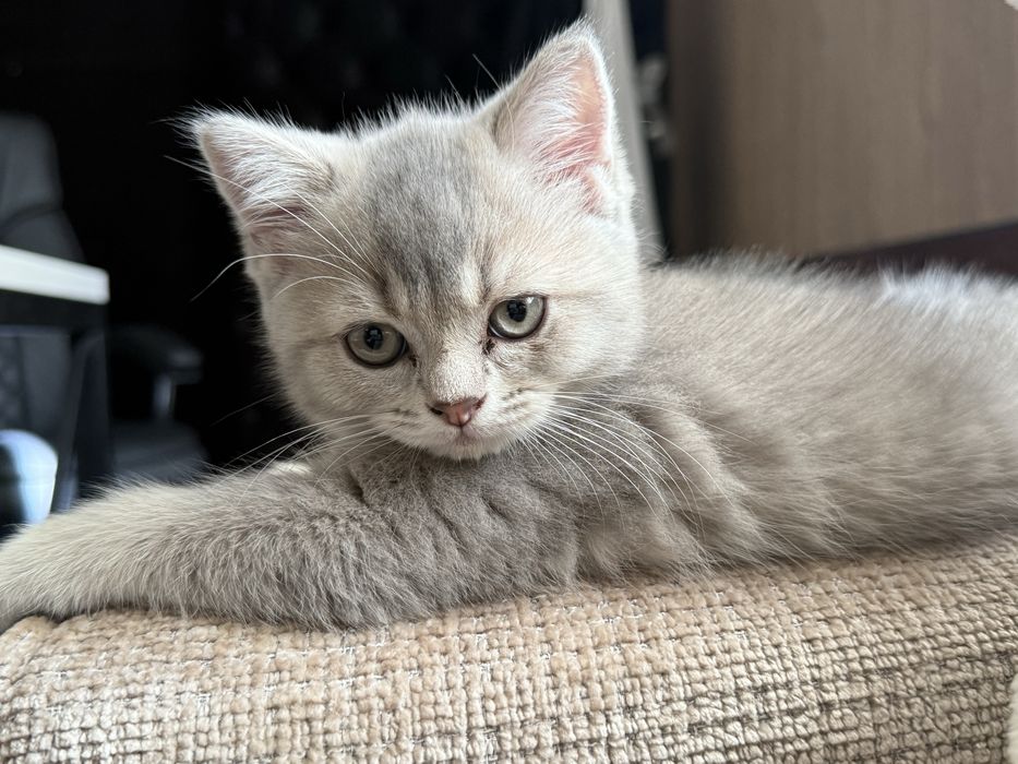 British Silver Shinshilla, chinchilla mushuk parodali seriy kumushrang