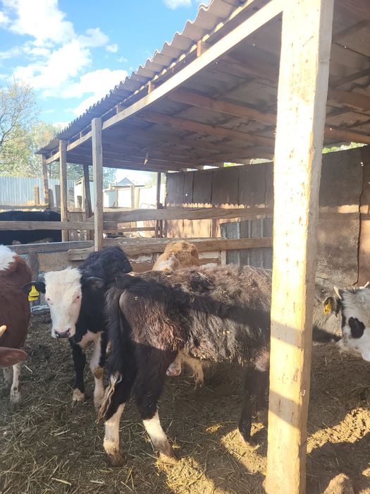 Еркек баспақтар бар сатылатын