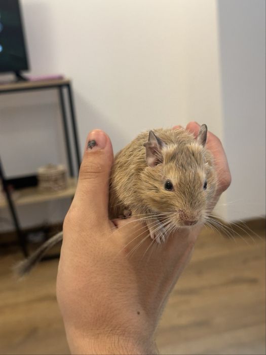 Veverita Degu ….