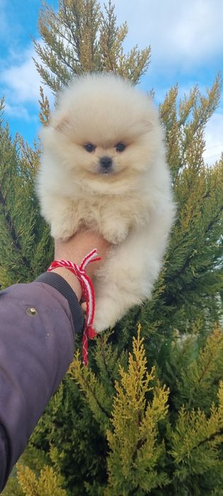 Померан  мини померанче