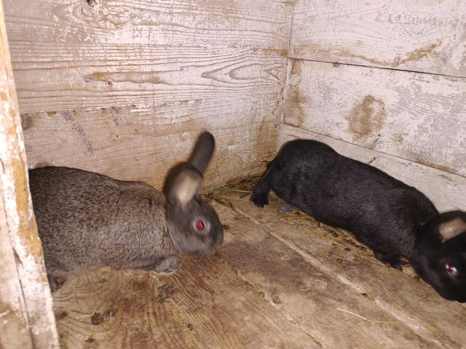 Продавам зайци на 2 и 3 месеца