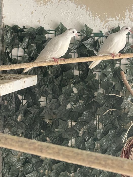 Turturele exitice de vinzare