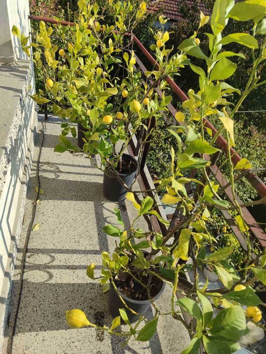 Дърво лимон 2 броя