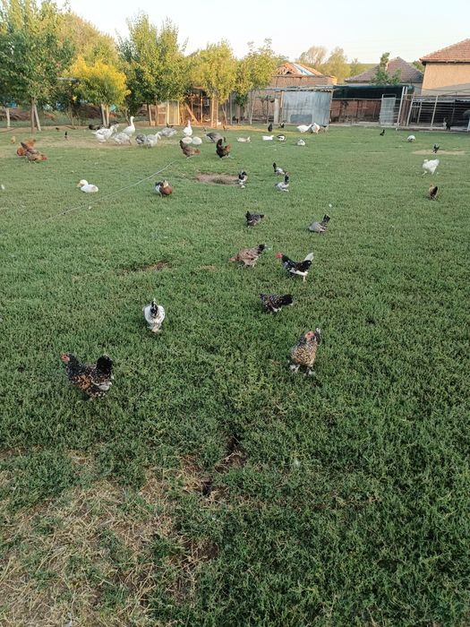 Продават се японски петлета и кокошки.