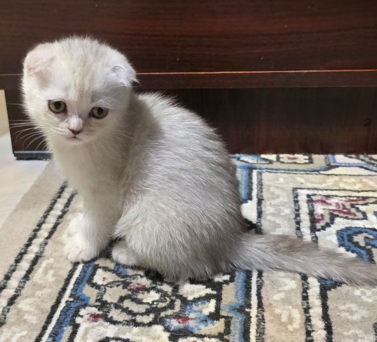 Скоттиш фолд ва скоттиш страйт сотилади