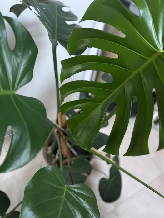Monstera Deliciosa matura 120 cm planta mare de interior