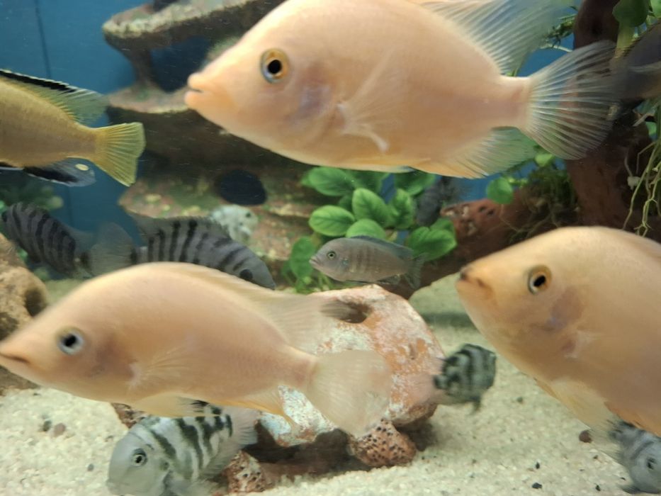 Срочно  обменяю рыбок 4 шт